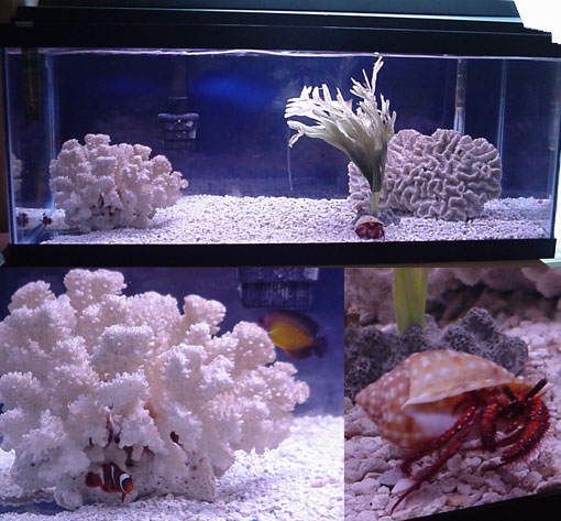 Fist Saltwater Tank