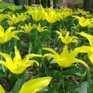 A garden bed full of bright yellow lily-flowered tulips with pointed petals in a park setting.