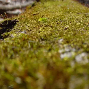 A close-up macro shot of vibrant green moss with tiny spore stalks growing along a sunlit forest floor, with a shallow depth of field blurring the foreground and background.