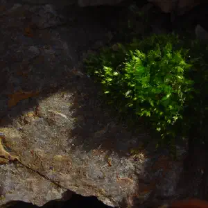 A bright green cushion of moss growing on a dark wet rock, dramatically lit by a shaft of light against a shadowy background.