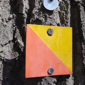 A small orange and yellow diamond-shaped trail blaze nailed to the rough bark of a tree trunk.