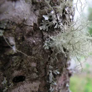 A close-up of wispy pale green lichen and flat leaf lichen growing on rough tree bark, with a soft green forest background.