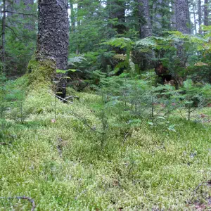 A lush green moss-covered forest floor with small fir seedlings growing among ferns and tall pine trees in a Maine woodland.