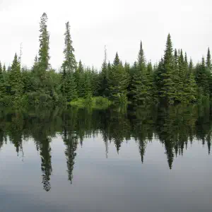A dense boreal forest of evergreen trees reflected in the still waters of the Penobscot River in Maine.