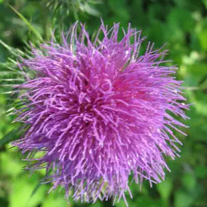 A close-up of a vibrant purple thistle flower in full bloom against a soft green background.