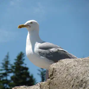 A white and gray herring gull standing on a granite rock against a bright blue sky with evergreen trees in the background.