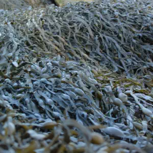 A dense carpet of gray-green and golden rockweed seaweed covering coastal rocks at low tide, filling the frame with texture.