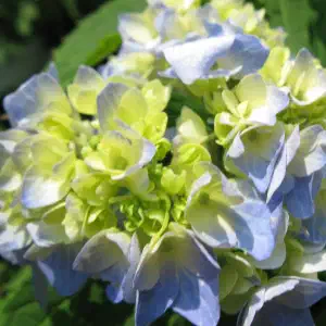 A close-up of a hydrangea flower cluster with pale blue and green petals transitioning as it begins to bloom.