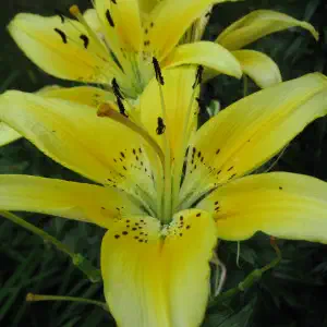 A close-up of bright yellow Asiatic lilies with dark speckles on the petals and prominent stamens against dark green foliage.