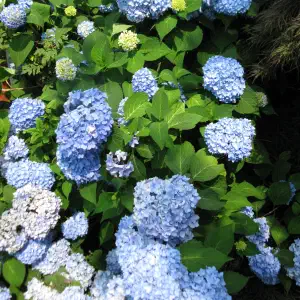 A large hydrangea bush covered in clusters of blue blossoms growing beside a brick building.