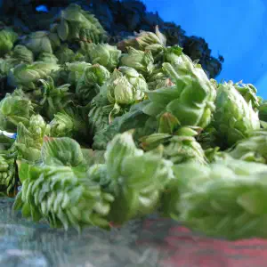 A pile of freshly harvested green hop cones spilling out of a blue bucket onto a glass surface in bright sunlight.