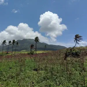 A row of tall palm trees bending in the wind across an overgrown field with a green mountain and white clouds in the background.