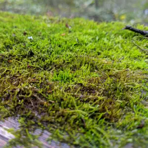 A macro close-up of bright green moss growing densely on a wooden surface with a soft-focus forest background.