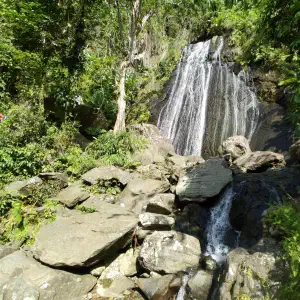 A tall waterfall cascading over dark rocks surrounded by dense tropical rainforest vegetation in Puerto Rico.