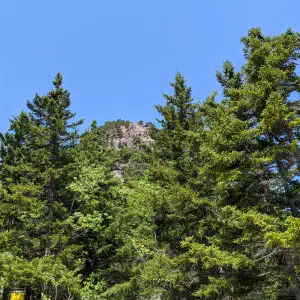 Dense evergreen and deciduous trees reaching upward toward a rocky summit peeking through the canopy against a clear blue sky.