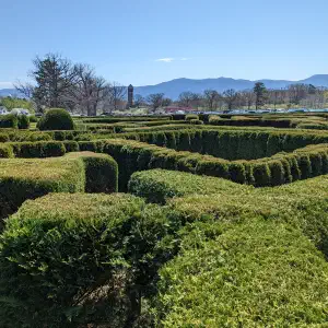 A large green hedge maze with neatly trimmed boxwood walls set against a backdrop of bare trees and blue mountain ridges.