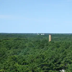 A tall observation tower rising above a dense, unbroken canopy of green trees under a hazy blue sky.
