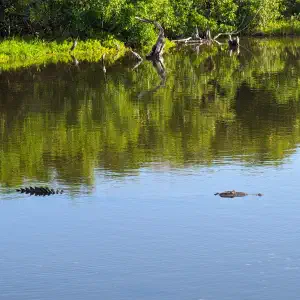 A crocodile swimming through a calm green lagoon with its back and head visible above the water, surrounded by mangrove trees.