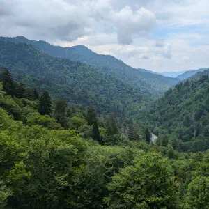 A lush green mountain valley with dense forest on steep slopes and a road visible at the bottom, framed by evergreen and deciduous trees under a cloudy sky.