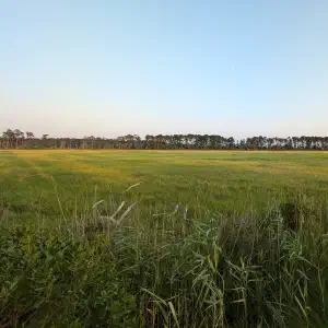A wide salt marsh with tall green grasses stretching toward a distant treeline under a soft twilight sky with a faint crescent moon.