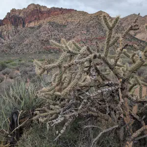 Cholla cactus and yucca plants in the foreground with layered red and tan sandstone cliffs of Red Rock Canyon under overcast skies