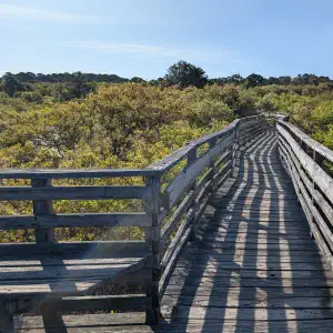 A weathered wooden boardwalk with railings stretching into dense coastal scrub vegetation under a clear blue sky.