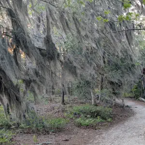 A dirt path winds through a forest of tall trees draped with Spanish moss, with green vegetation on either side.