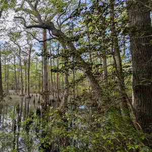 A serene swamp forest with tall cypress trees standing in still water, surrounded by lush green foliage and blue sky visible through the canopy.
