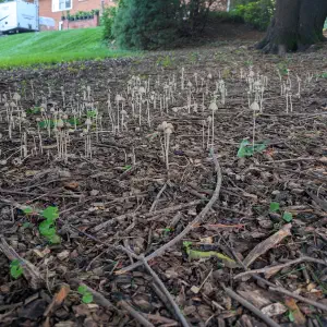 Dozens of tiny mushrooms sprouting from dark mulch ground cover, with a green lawn and brick house visible in the background