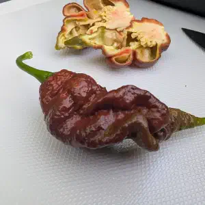 Two chocolate-colored superhot peppers on a white cutting board, one whole and one sliced open revealing seeds and placenta