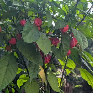 Red superhot peppers ripening on the plant among lush green leaves in a backyard garden