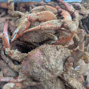 Close-up of a tray of steamed Maryland blue crabs heavily coated in J.O. seasoning