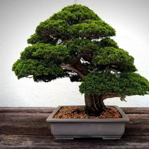 A meticulously pruned bonsai tree with lush green foliage and thick brown branches displayed in a shallow ceramic pot on a wooden surface against a white background.