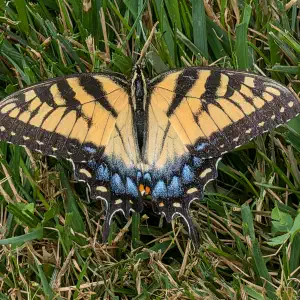 A yellow and black swallowtail butterfly with blue iridescent patches on its wings, resting on grass and dried vegetation.
